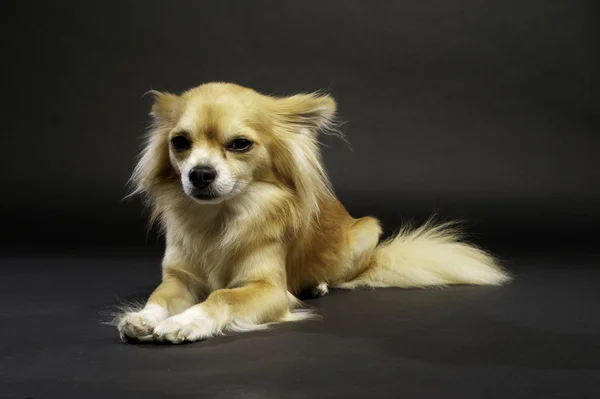 Chihuahua Laid on a Black Background — Stock Photo, Image