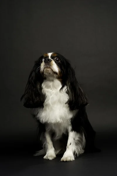 King Charles Spaniel Sat Looking Up on a Black Background — Stock Photo, Image