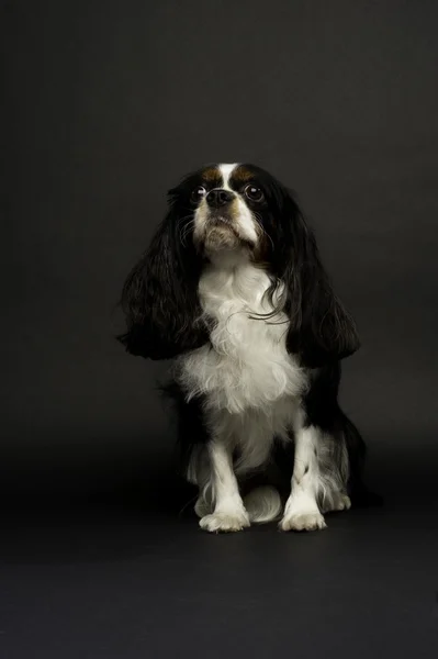 King charles Španěl pes seděl na černém pozadí — Stock fotografie