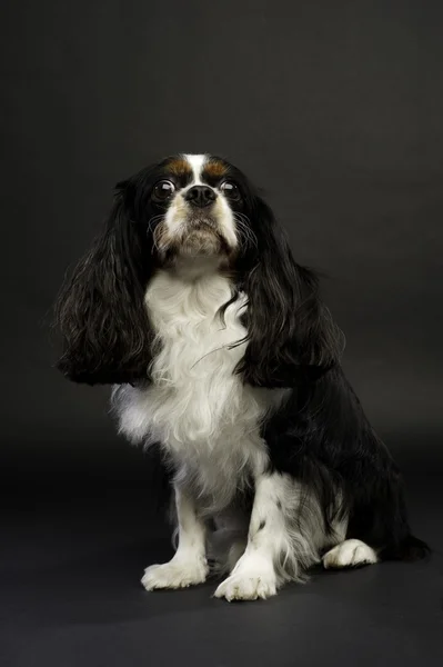 King charles spaniel köpeği siyah arka plan üzerine oturdu. — Stok fotoğraf
