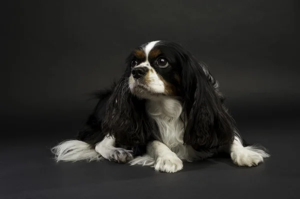 King charles spaniel hond gelegd op een zwarte achtergrond — Stockfoto