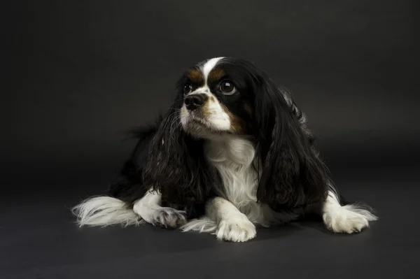 Rey Charles Spaniel Perro acostado sobre un fondo negro —  Fotos de Stock