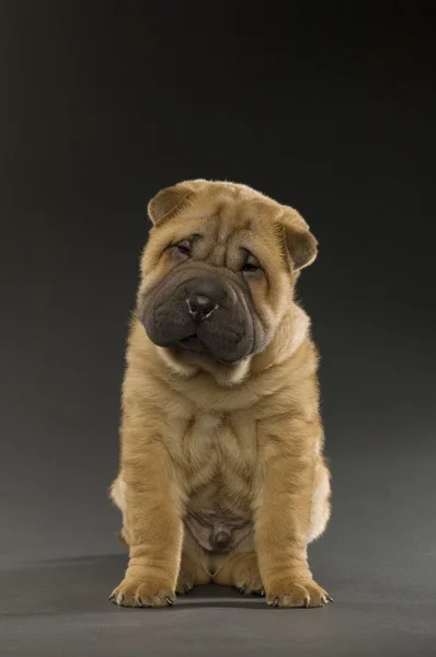 Cachorro de Shar-pei — Foto de Stock