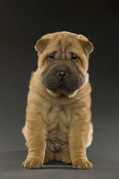 Cachorro de Shar-pei — Foto de Stock