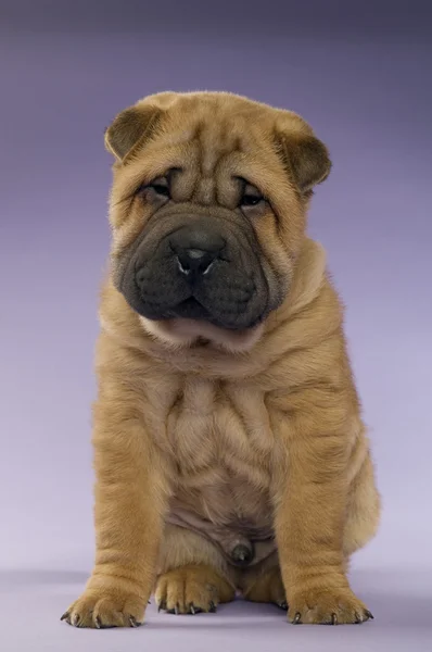 Shar-Pei puppy — Stock Photo, Image