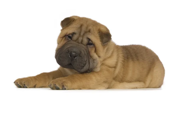 Shar pei köpek yavrusu — Stok fotoğraf