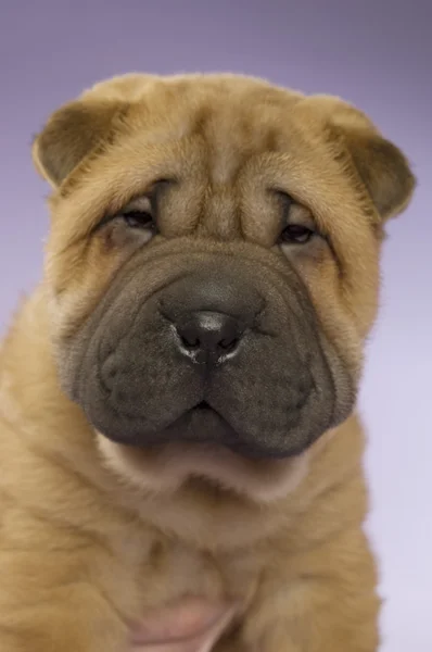 Shar pei köpek yavrusu — Stok fotoğraf