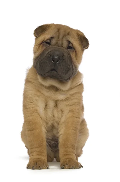 Shar pei köpek yavrusu — Stok fotoğraf