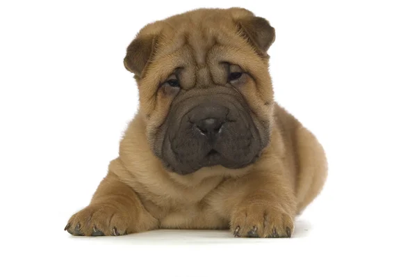 Shar pei köpek yavrusu — Stok fotoğraf