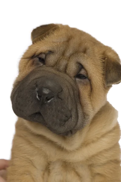 Shar-pei kiskutya — Stock Fotó