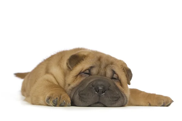 Shar pei köpek yavrusu — Stok fotoğraf