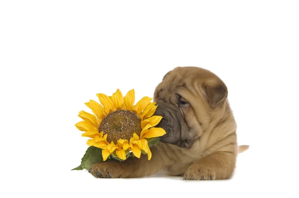 Shar-pei szczeniak — Zdjęcie stockowe