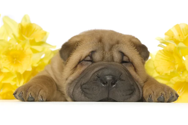 Shar-pei kiskutya — Stock Fotó