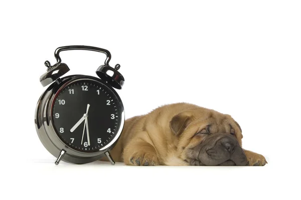 shar pei köpek yavrusu