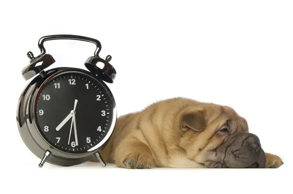 Shar-Pei puppy — Stock Photo, Image