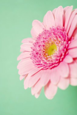 yeşil bir arka plan üzerinde pembe gerbera
