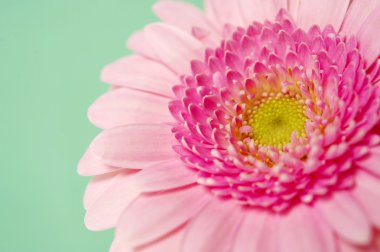 yeşil bir arka plan üzerinde pembe gerbera