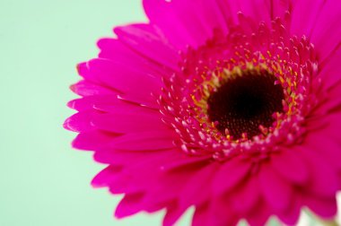 yeşil bir arka plan üzerinde pembe gerbera