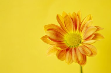 Sarı bir arka plan üzerinde turuncu krizantem