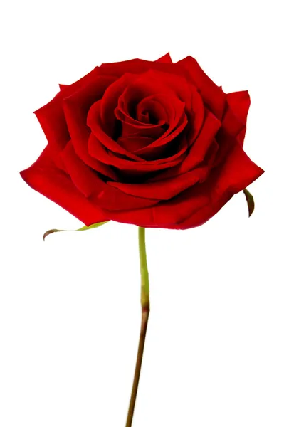 Beyaz bir arka plan üzerinde izole tek kırmızı gül