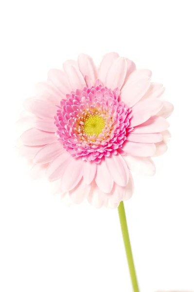 Soft pink single stem gerbera isolated on a white background — Stock Photo, Image