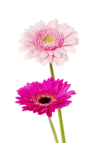 Two pink gerberas isolated on white — Stock Photo, Image