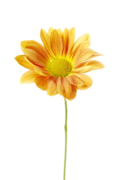 Beyaz bir arka plan üzerinde izole turuncu krizantem