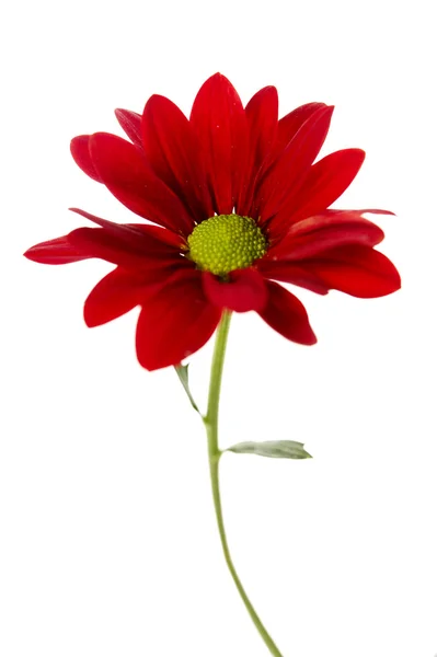 Red chrysanthemum isolated on white — Stock Photo, Image