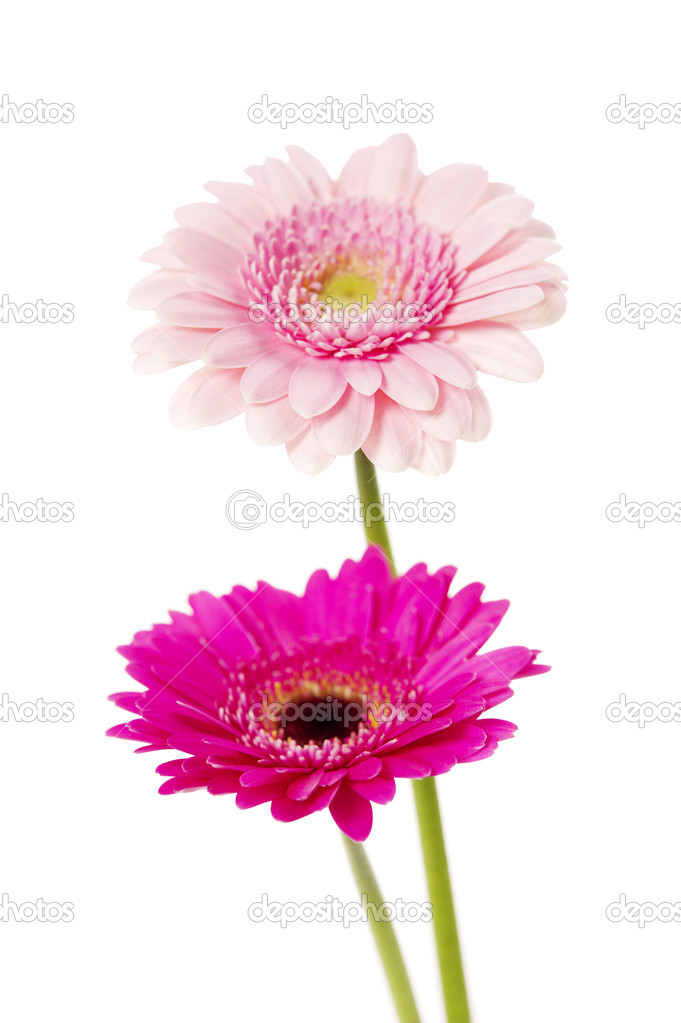 Two pink gerberas isolated on white