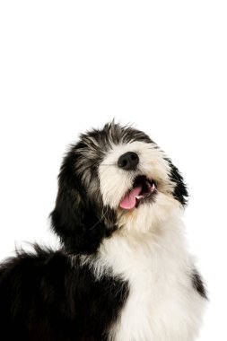 Beyaz bir arka plan üzerinde izole Lehçe ova çoban köpeği