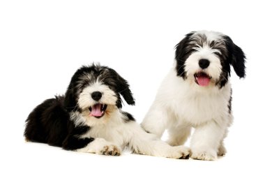 Beyaz bir arka plan üzerinde izole Lehçe ova çoban köpeği