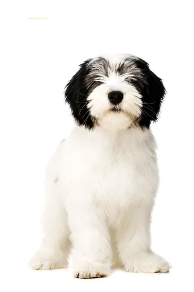 Polish Lowland Sheepdog isolated on a white background — Stock Photo, Image