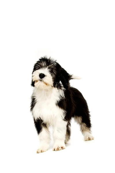 Polish Lowland Sheepdog isolated on a white background — Stock Photo, Image