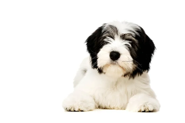 Perro pastor polaco de tierras bajas aislado sobre un fondo blanco — Foto de Stock