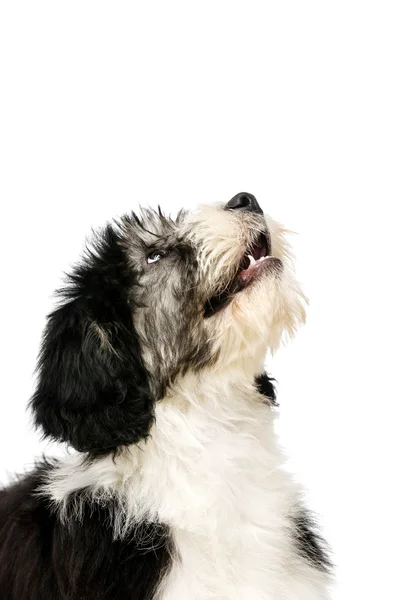 Polnischer Flachland-Schäferhund isoliert auf weißem Hintergrund — Stockfoto