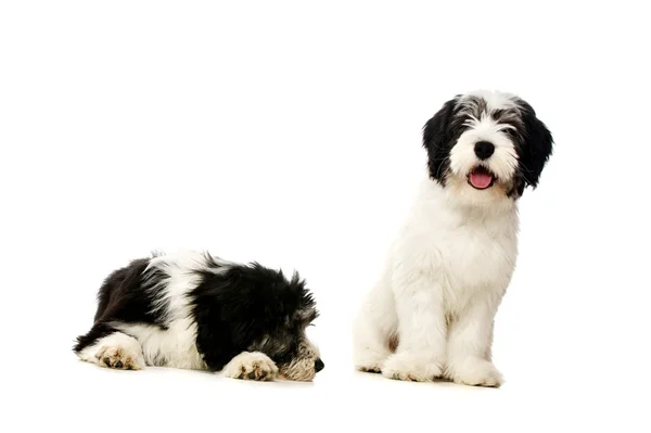 Polska lågland fårhund isolerad på en vit bakgrund — Stockfoto