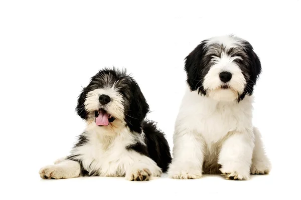 Polish Lowland Sheepdog isolated on a white background — Stock Photo, Image