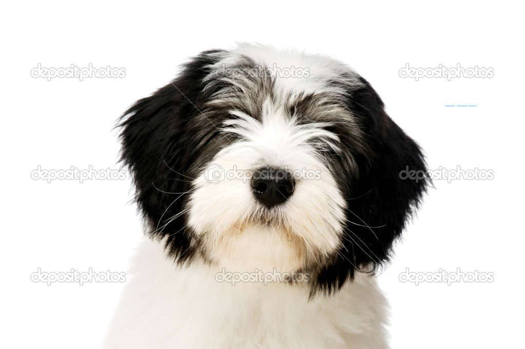 Shepherd Dog Polish Lowland Sheepdog Polish Dogs Polish Sheepdog
