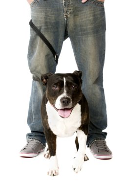 Staffordshire boğa korkunç yol