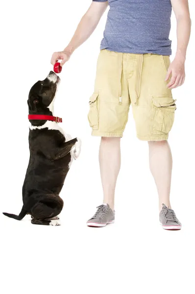 Staffordshire Bull Terrier with owner owner — Stock Photo, Image