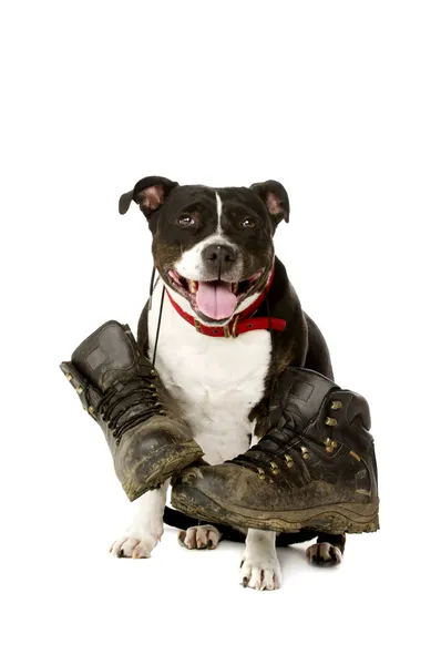 Staffordshire Bull Terrier con botas para caminar — Foto de Stock