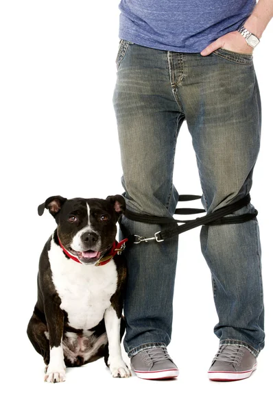 Staffordshire Bull Terrier on lead — Stock Photo, Image