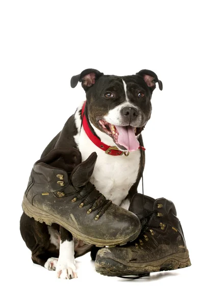 Staffordshire Bull Terrier com botas de passeio — Fotografia de Stock