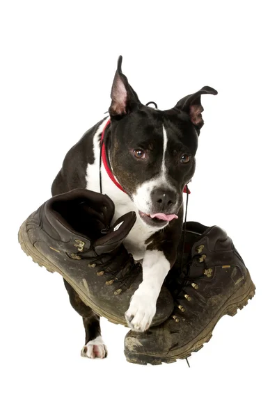 Staffordshire Bull Terrier with walking boots — Stock Photo, Image