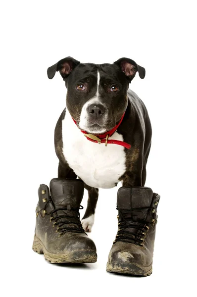 Staffordshire Bull Terrier wearing walking boots — Stock Photo, Image