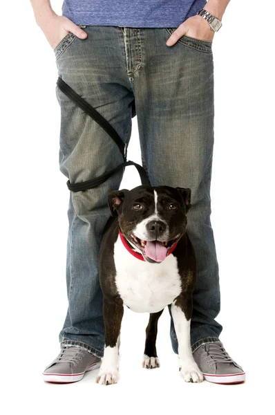 Staffordshire Bull Terrier on lead — Stock Photo, Image