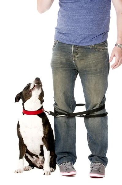 Staffordshire Bull Terrier on lead — Stock Photo, Image