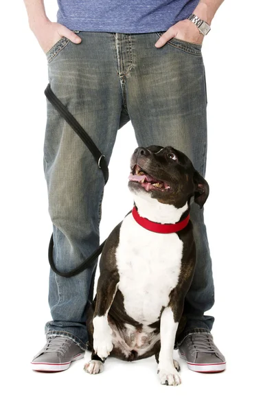 Staffordshire Bull Terrier na liderança — Fotografia de Stock