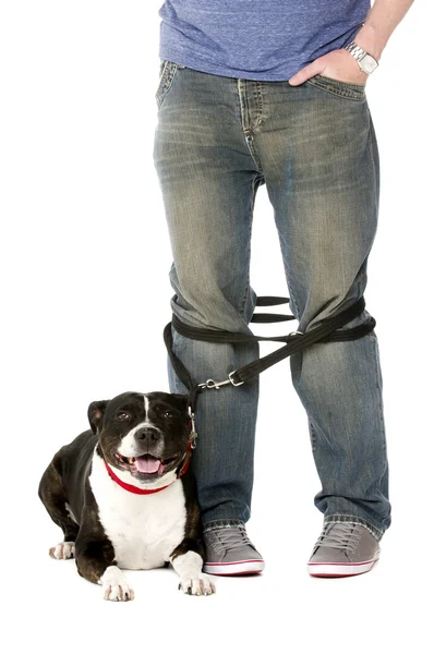 Staffordshire Bull Terrier on lead — Stock Photo, Image