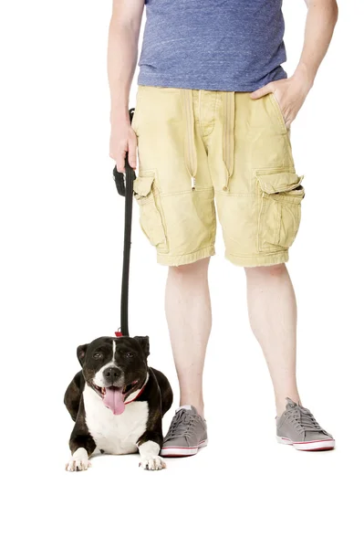 Staffordshire Bull Terrier on lead — Stock Photo, Image